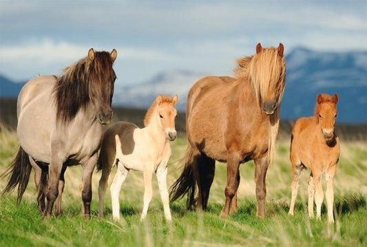 Paarden puzzel  200 stukjes