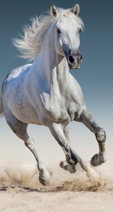 Badhanddoek paard 70 x 140 cm